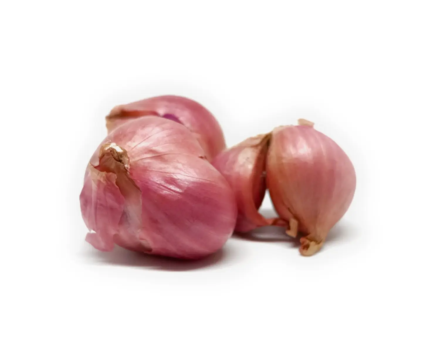 Shallots — close-up