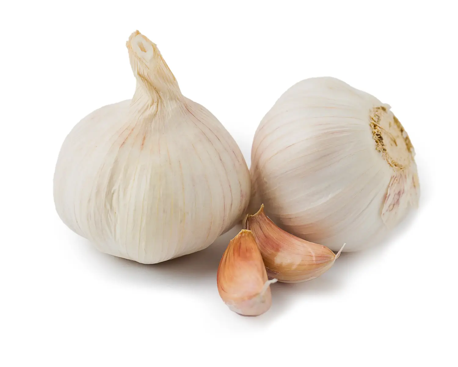 Garlic — close-up