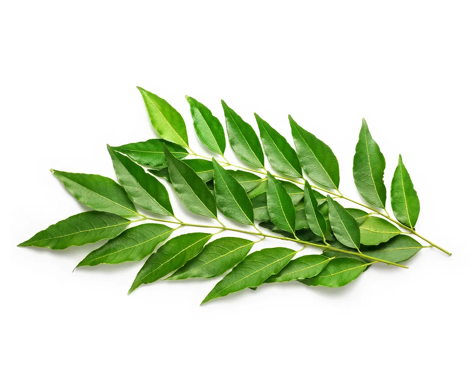 Curry Leaves — close-up